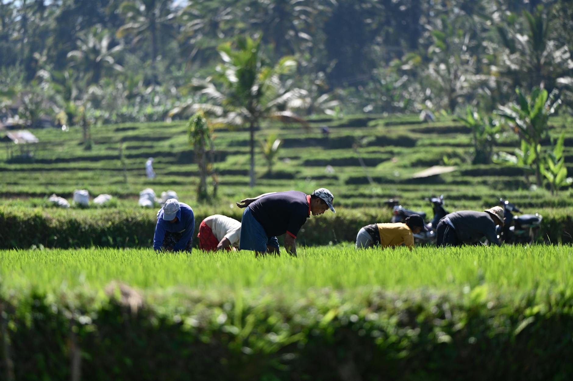 Hasil uji tanah di Denpasar, Bali menunjukkan tingkat pH dan kesuburan untuk pertanian optimal.