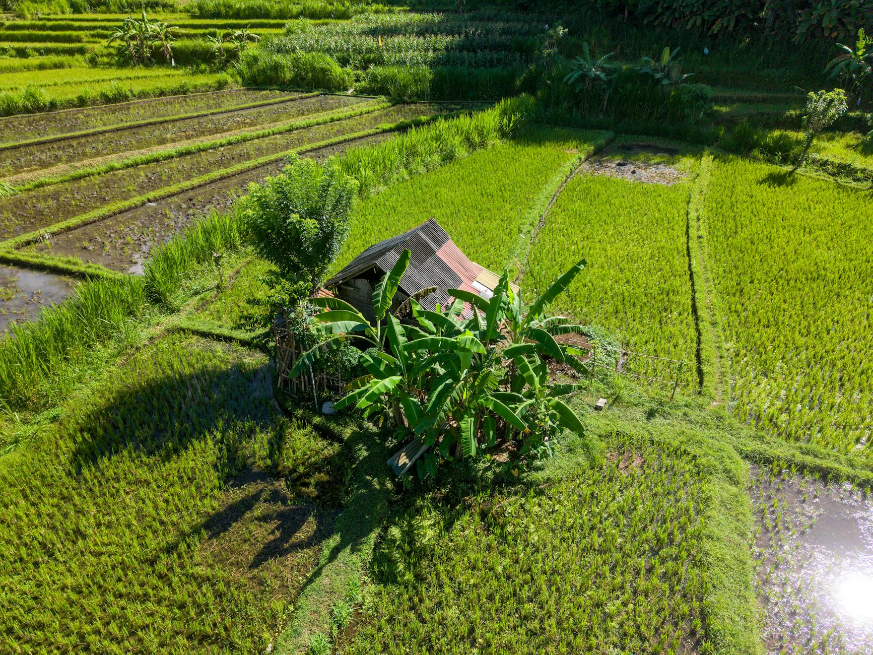 Tim ahli melakukan soil test di kebun Bali untuk memastikan kualitas tanah